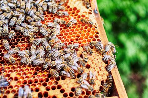 Honigbereitung im Bienenstock