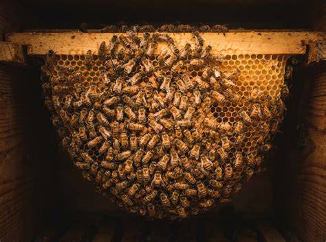 Honigbereitung im Bienenstock - Verdunstung und Reifung