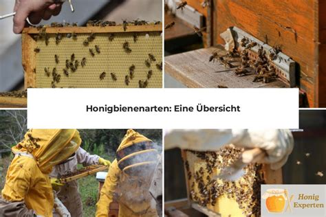 Honigbiene Nektarnutzung und Herstellung