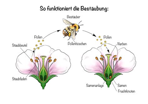 Honigbiene am Blütenbesuch - Symbol für Fleiß und Bestäubung
