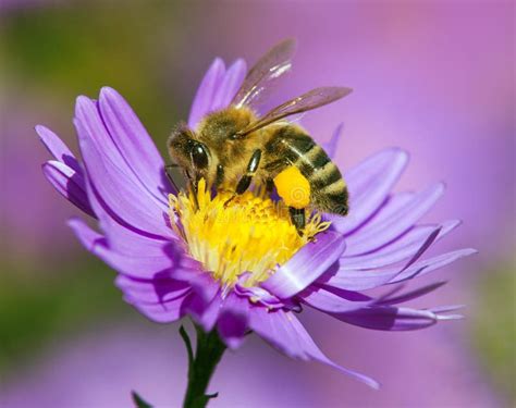 Honigbiene auf Blüte