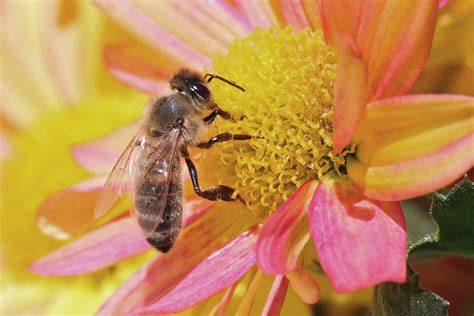 Honigbiene auf Blüte - Symbol regionaler Imkerei