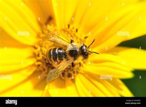 Honigbiene beim Nektarsammeln an einer Blüte