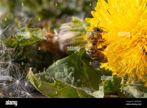Honigbiene sammelt Nektar an Blüte