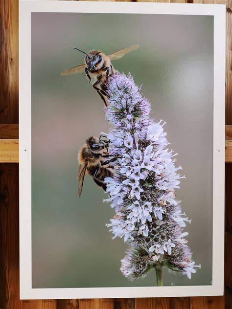 Honigbienen auf Gebirgsblüten