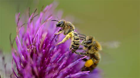 Honigbienen bei der Bestäubung von Rapspflanzen in Eiderstedt