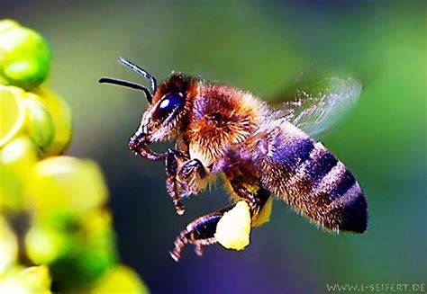 Honigbienen beim Sammeln von Nektar