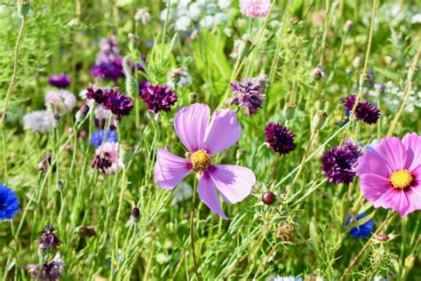 Honigbienen und Blütenvielfalt