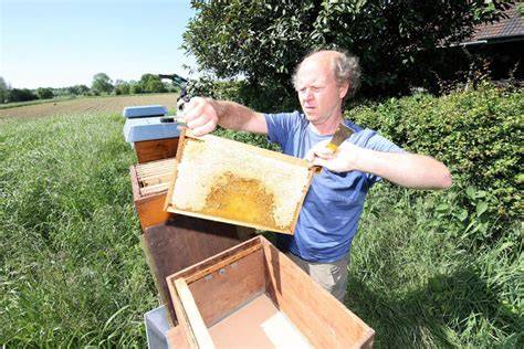 Honigernte: Imker bei der Arbeit am Bienenstand