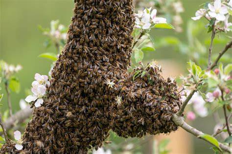 Honigernte - starker Bienenschwarm an Blüten