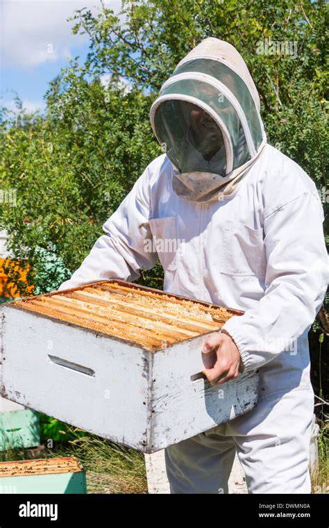 Honigernte am Bienenstand - Imker mit Waben
