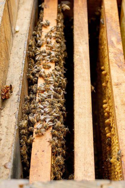 Honigernte bei Honigbienen
