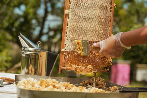 Honigernte und Imkerarbeit im Bienenstock