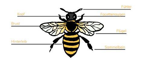 Honigfütterung von Bienen mit grafischer Darstellung der Winterfütterung