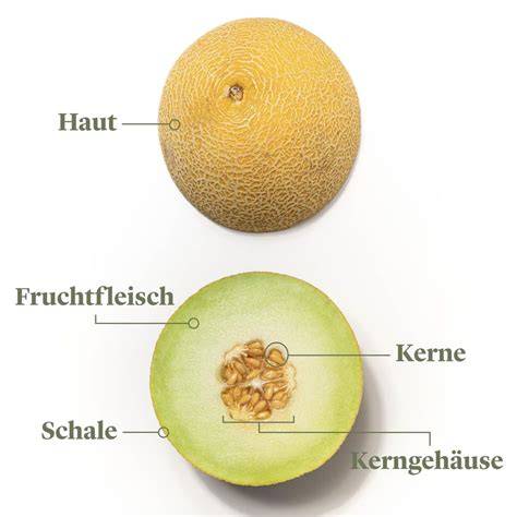 Honigmelone aufgeschnitten und Limette