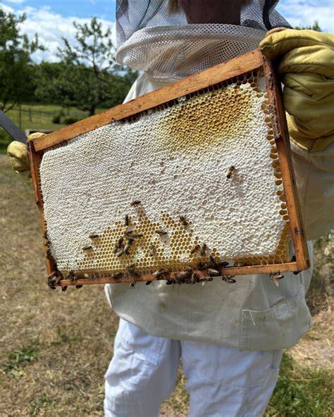 Honigproduktion, Bienenstöcke und das Logo von Mit Honig GmbH