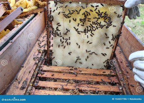 Honigproduktion: Bienen im Bienenstock