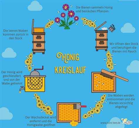Honigproduktion - Bienen, Umwelt und Qualität
