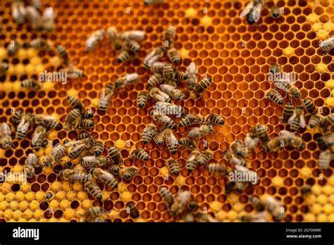 Honigproduktion im Bienenstock