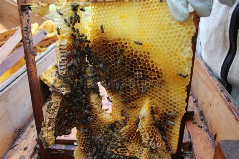 Honigproduktion und Bienen im Bienenstock