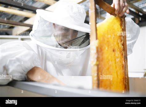 Honigproduktion und Bienenzucht