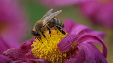 Honigsammelnde Biene auf Blüte