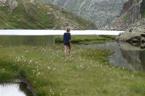 Honigsammler am Himalaya-Fels