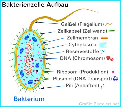 Honigstruktur und Enzymwirkung auf Bakterien