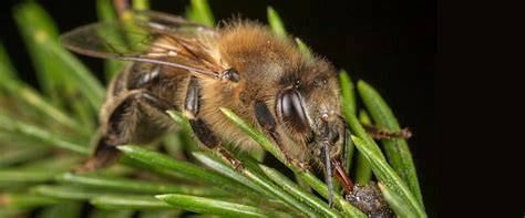 Honigtau im Wald, Bienen am Sammeln