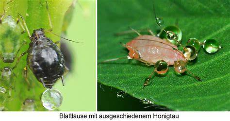 Honigtau und Blattläuse als Zuckerquelle