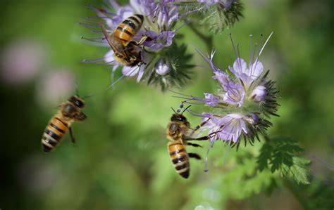 Honigtautracht im Wald: Bienen auf Fichte/Tanne