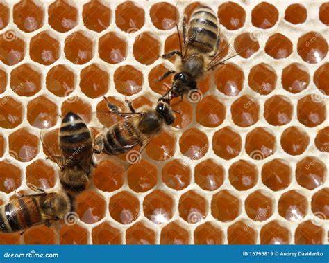 Honigverarbeitung im Bienenstock