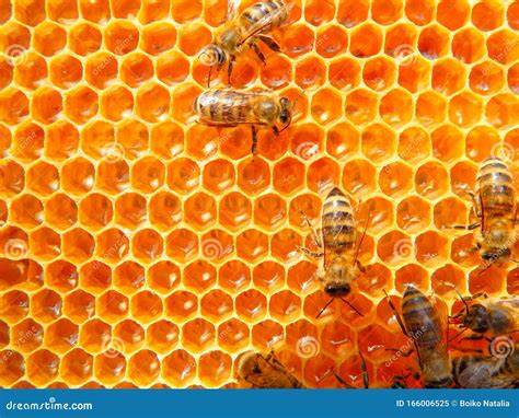 Honigwaben mit Bienen, Wintervorrat und verdeckelte Zellen
