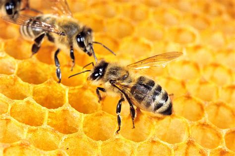 Honigwaben mit Bienen im Bienenstock