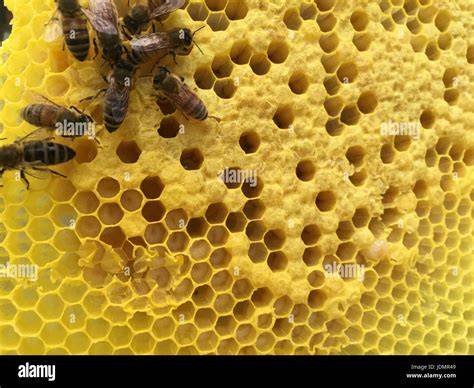 Honigwaben und verdeckelte Wabe im Bienenstock