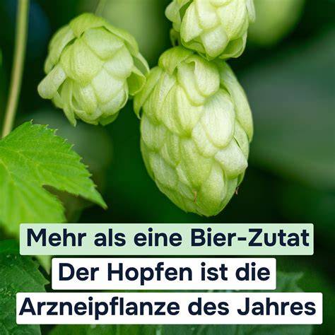 Hopfen als Heilpflanze in Tee und Bier