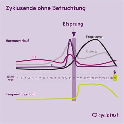 Hormone im Zyklus: Östrogen, Progesteron, Insulin