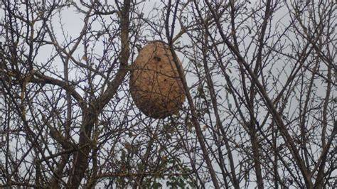 Hornissennest im hohlen Baum - staatenbildende Lebensweise