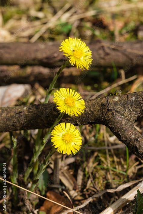 Huflattich-Blüten am Wegesrand