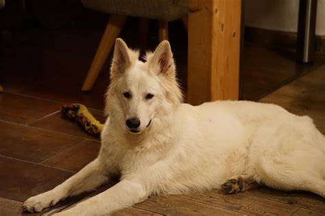 Hund bei Entspannung nach Einnahme von Chillax Keksen