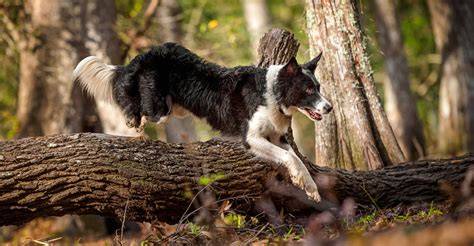 Hund beim Aufspüren von Trüffeln im Eichenwald