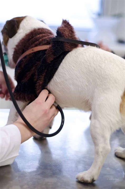 Hund beim Geruchstraining mit Behältern