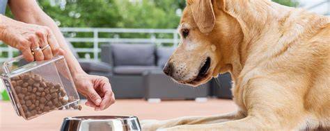 Hund füttern: Honig richtig dosieren