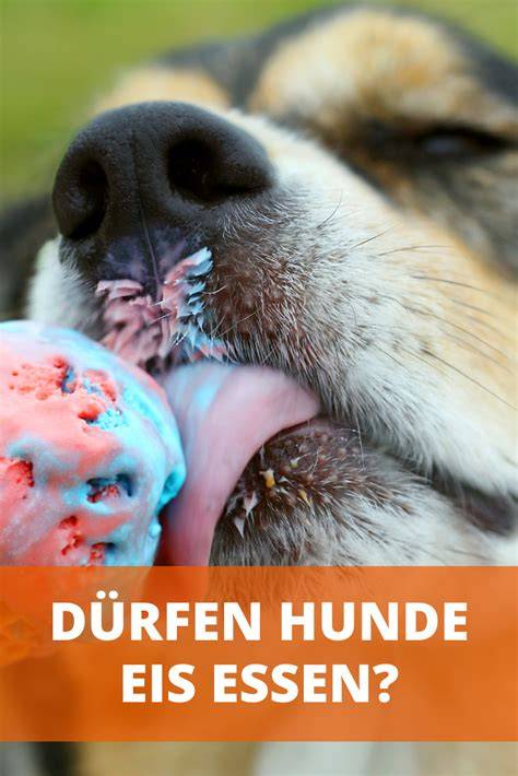 Hund genießt Eiswürfel aus Wassermelone und Joghurt