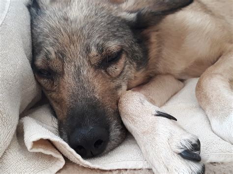 Hund mit einer Wunde, die mit Manuka Honig behandelt wird