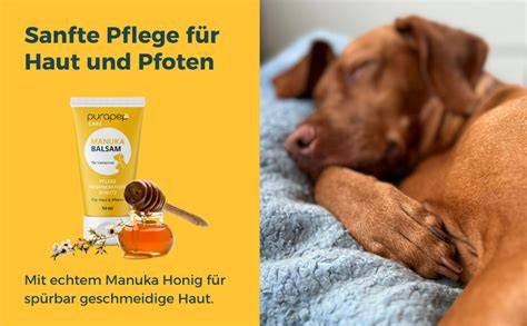 Hund neben Honigglas