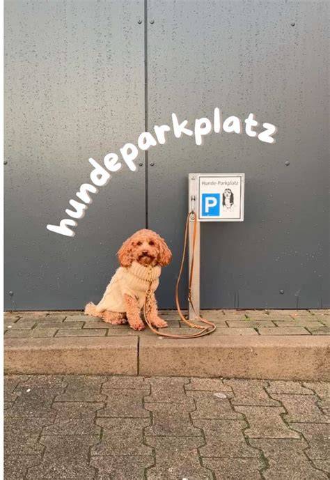 Hund neben geöffnetem Schokoladenpaket (Gefahr zu Hause)