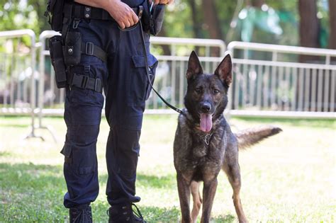 Hundeführer mit Trüffelsuchhund im Training