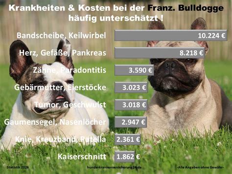 Hundekrankenversicherung und französische Bulldogge