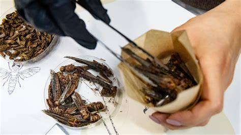 Hygienische Aufzucht und Sicherheitsaspekte bei Insekten als Lebensmittel